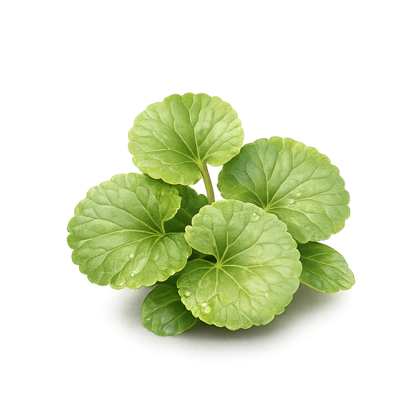 Brahmi