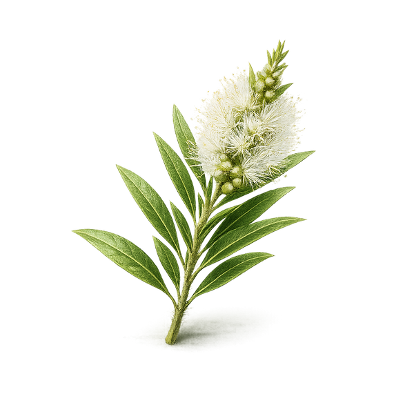 Tea Tree Oil